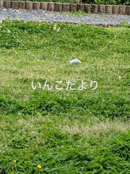 コメントの画像