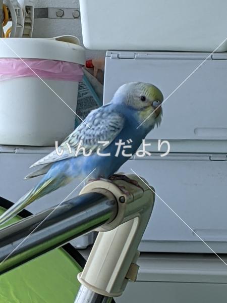 コメントの画像