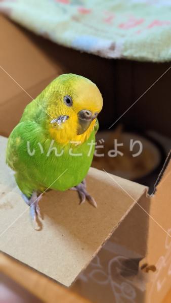 コメントの画像