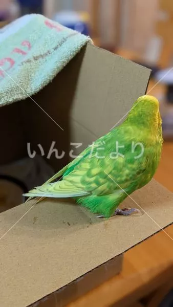 コメントの画像