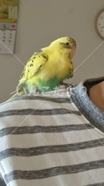 コメントの画像