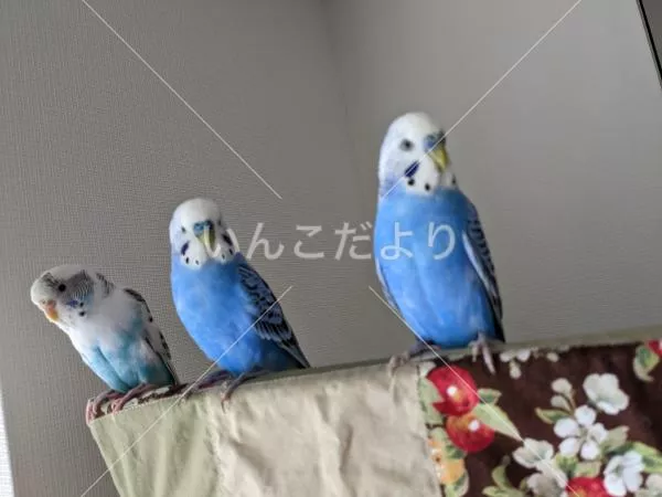 コメントの画像