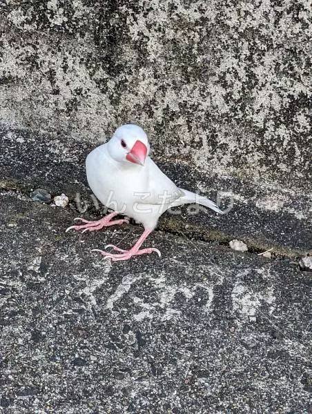 コメントの画像