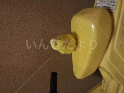 コメントの画像