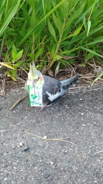 コメントの画像