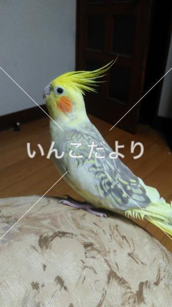 コメントの画像