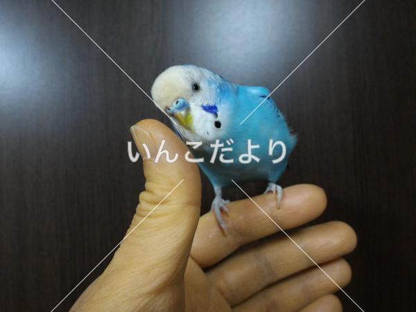コメントの画像