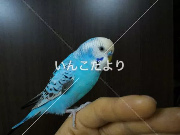 コメントの画像