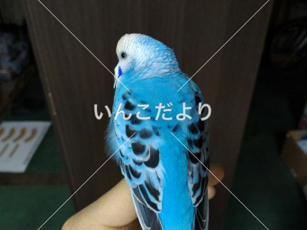 コメントの画像