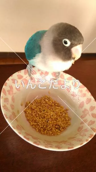 コメントの画像