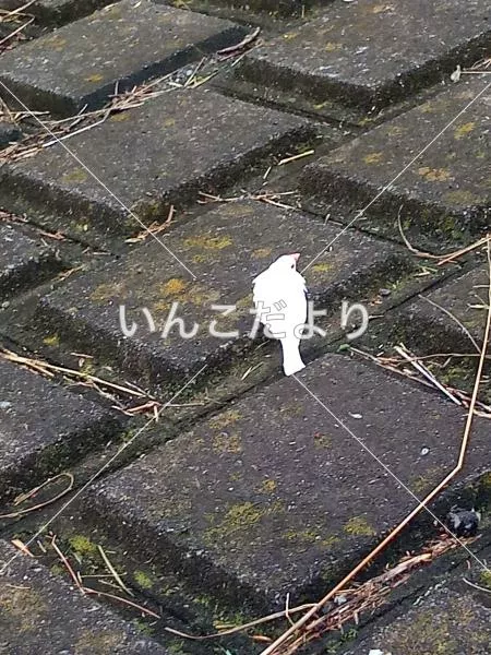 コメントの画像