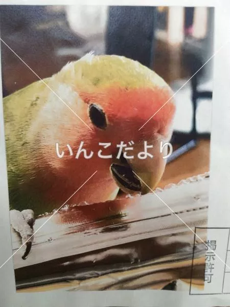 コメントの画像