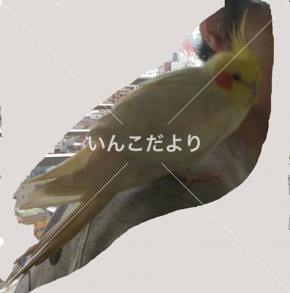 コメントの画像