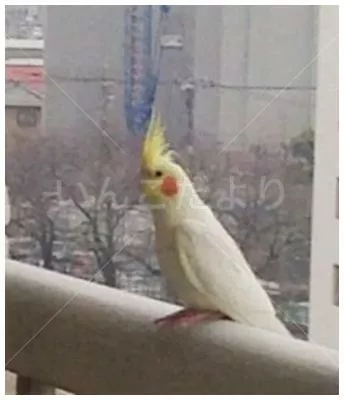 コメントの画像