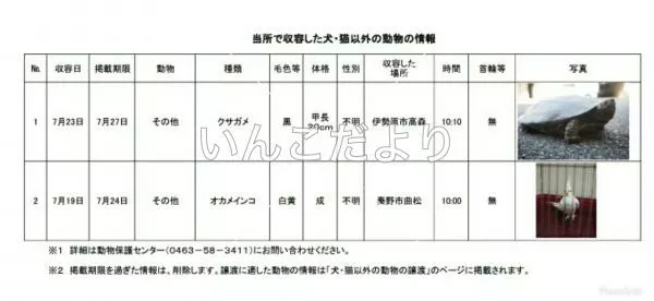 コメントの画像