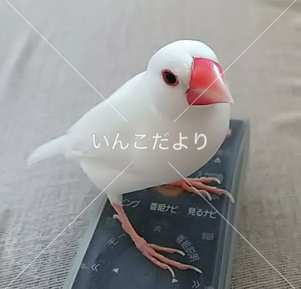 コメントの画像