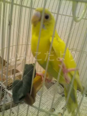 コメントの画像