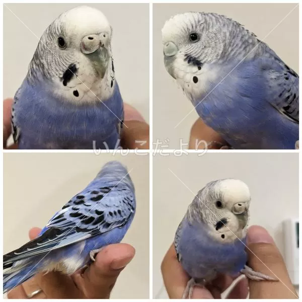 コメントの画像