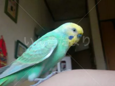 コメントの画像