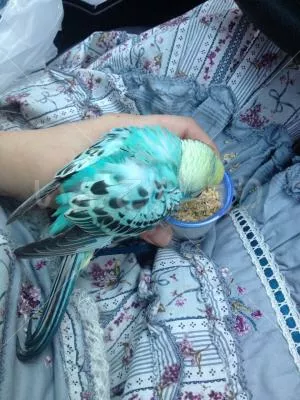 コメントの画像