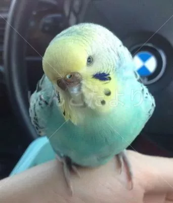 コメントの画像