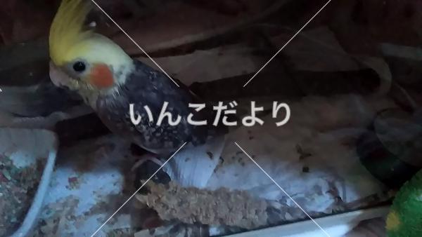 コメントの画像