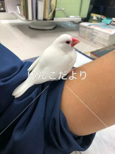 コメントの画像