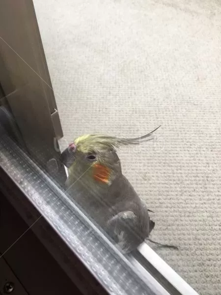 コメントの画像