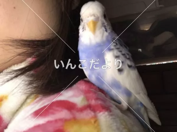 コメントの画像