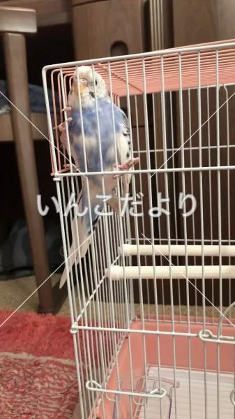 コメントの画像