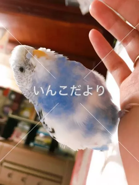 コメントの画像