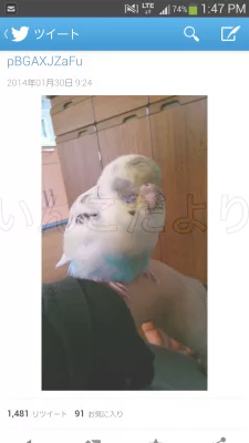 コメントの画像