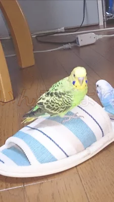 コメントの画像