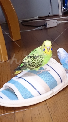 コメントの画像