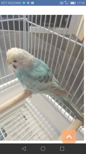 コメントの画像