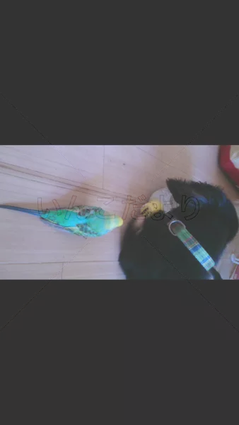 コメントの画像