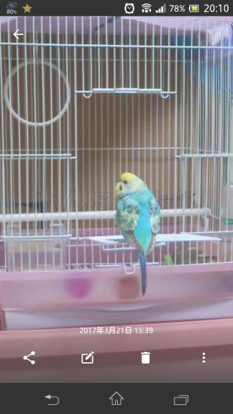 コメントの画像