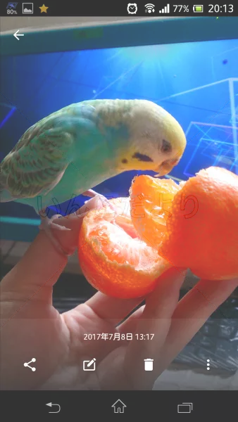 コメントの画像