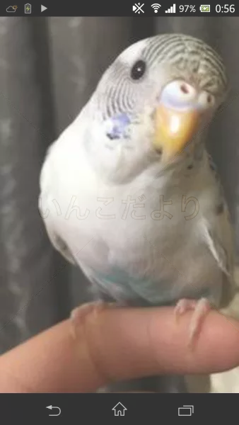 コメントの画像