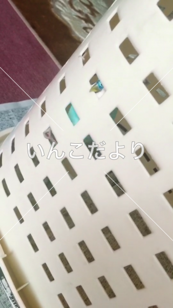 コメントの画像