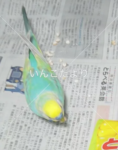 コメントの画像