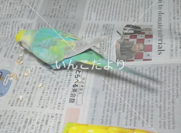 コメントの画像