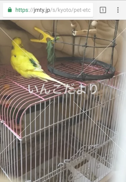 コメントの画像