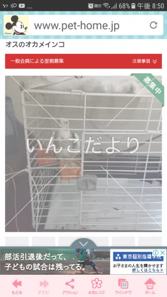 コメントの画像