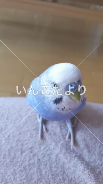 コメントの画像