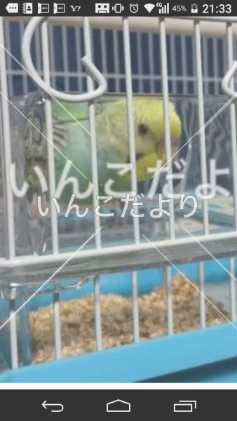 コメントの画像