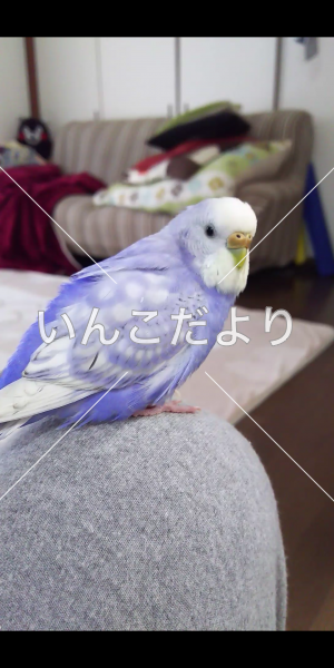 コメントの画像