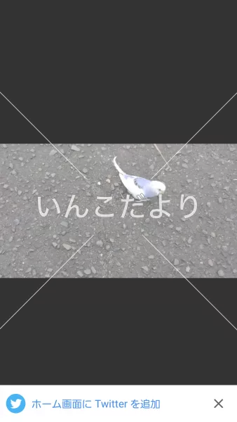 コメントの画像