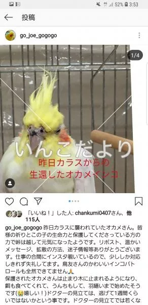 コメントの画像