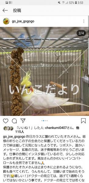 コメントの画像